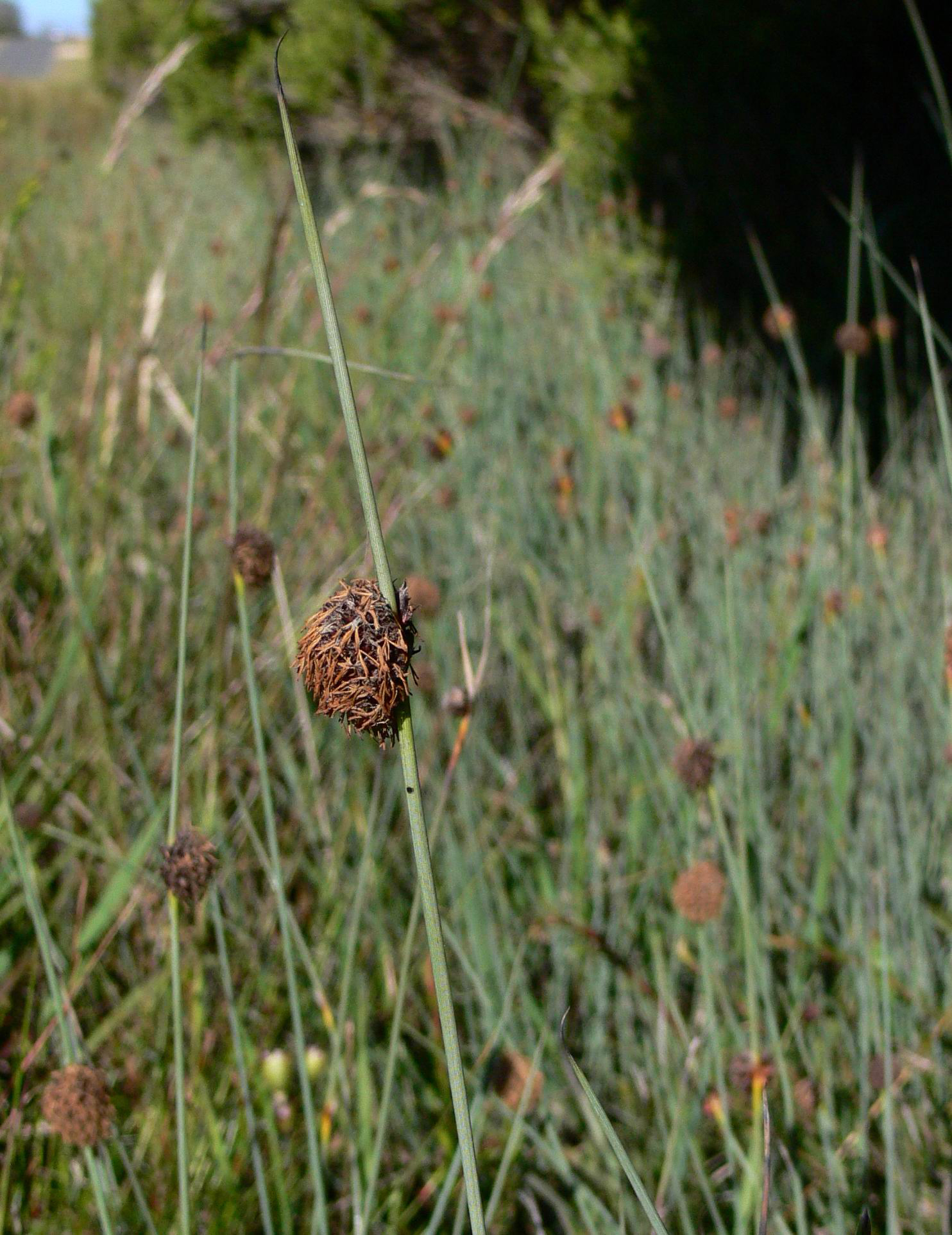 Black Bristle-Sedge - Chorizandra enodis