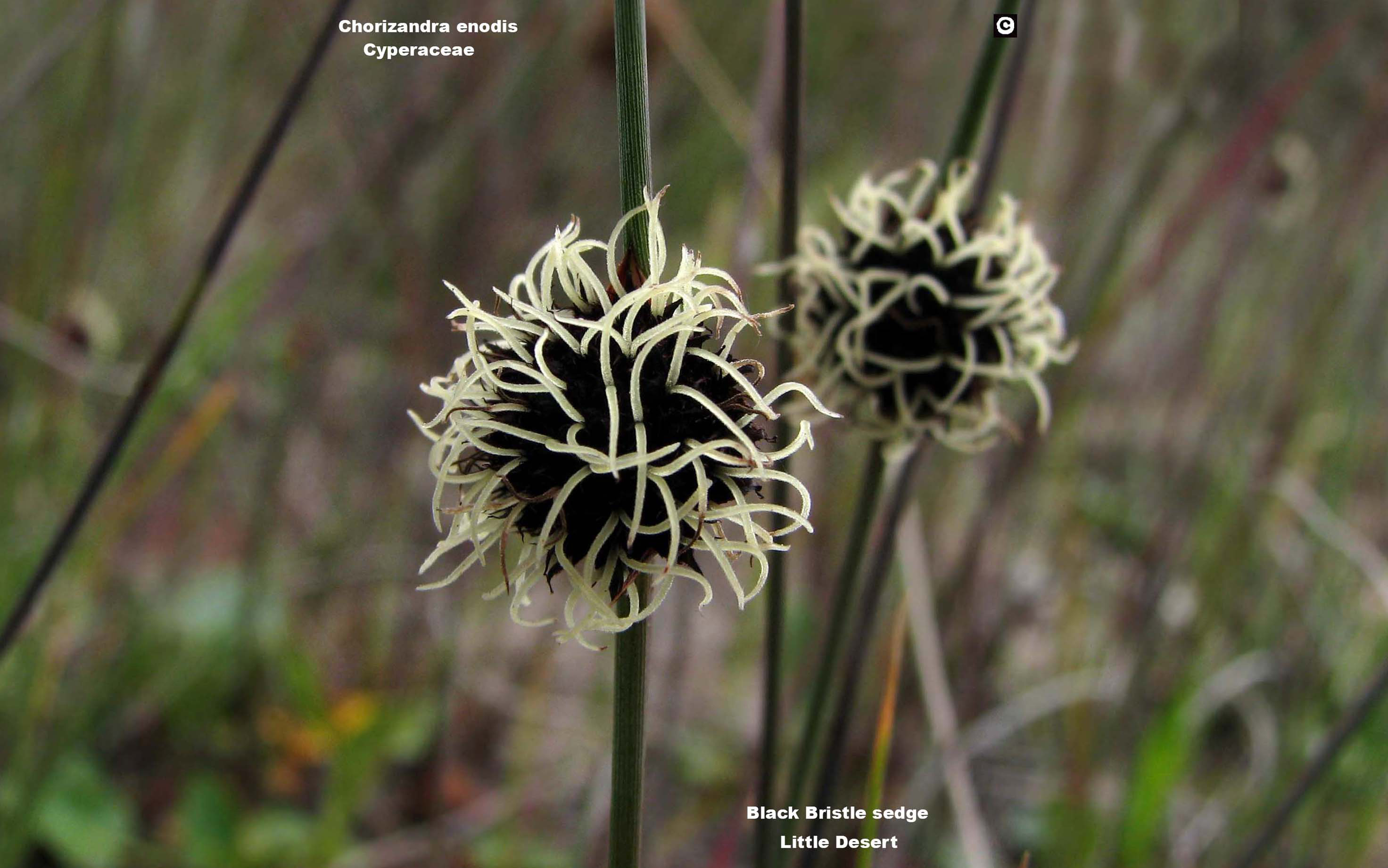 Black Bristle-Sedge - Chorizandra enodis