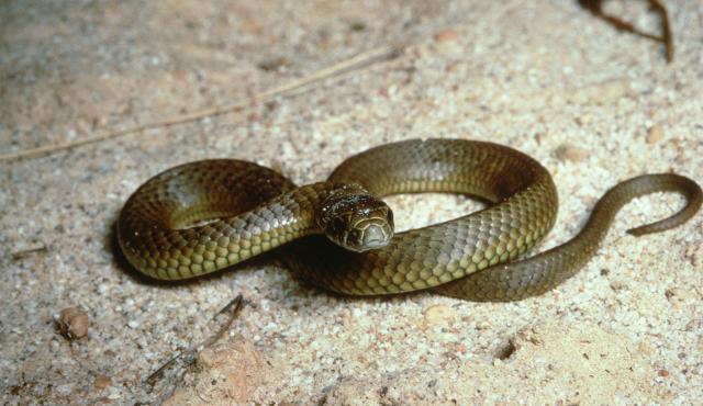 Lowland Copperhead | Grasslands