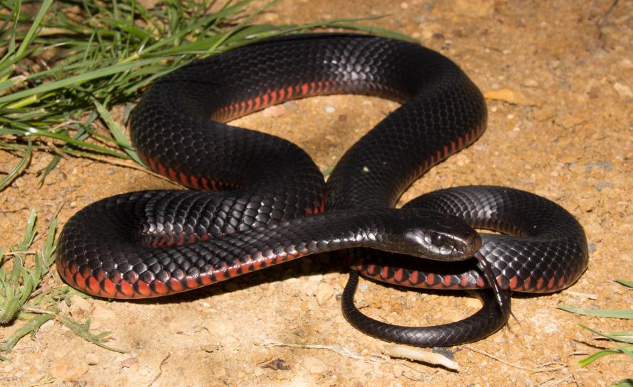 red-bellied-black-snake-grasslands