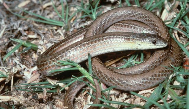 Striped Legless Lizard | Grasslands