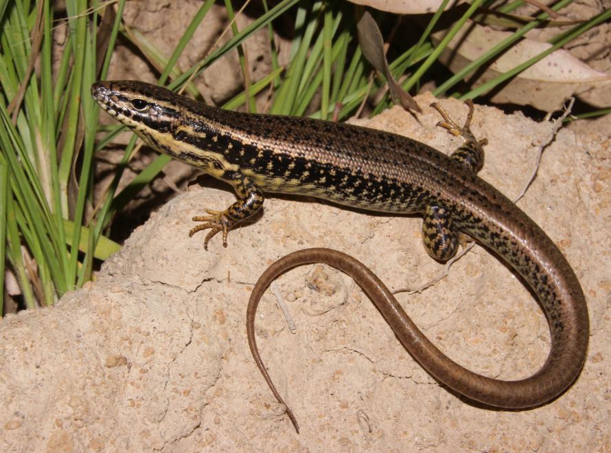 Yellow-bellied Water-skink