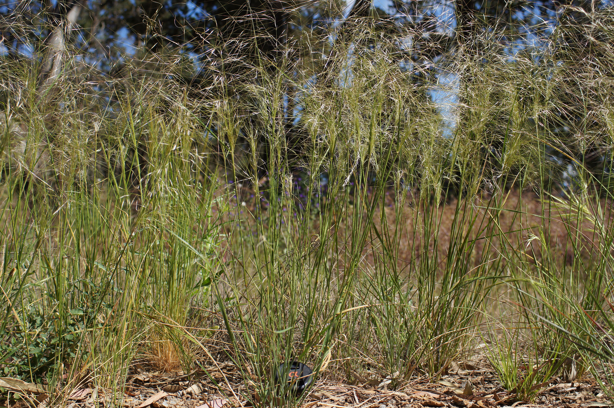 Knotty Spear-grass | Grasslands