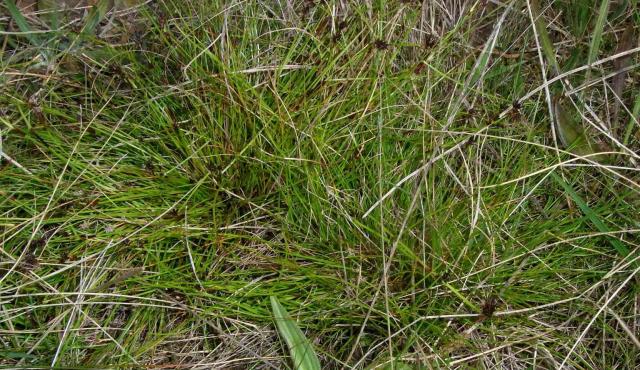 Common Bog-sedge | Grasslands