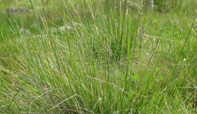 Common Wheat-grass
