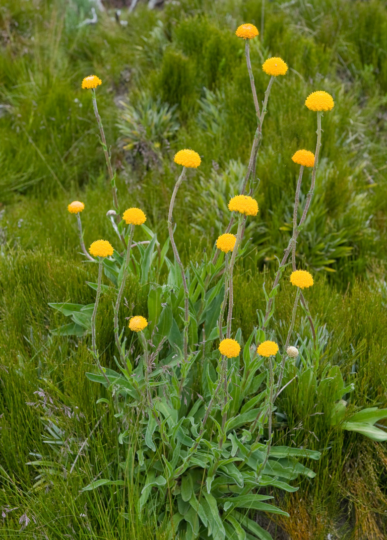 Billy Button Flowers