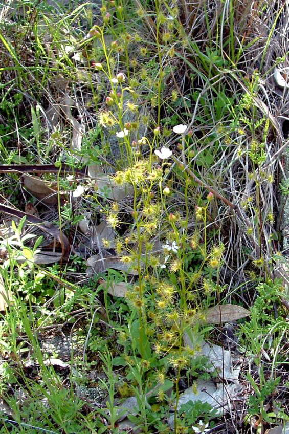 Shield Sundew