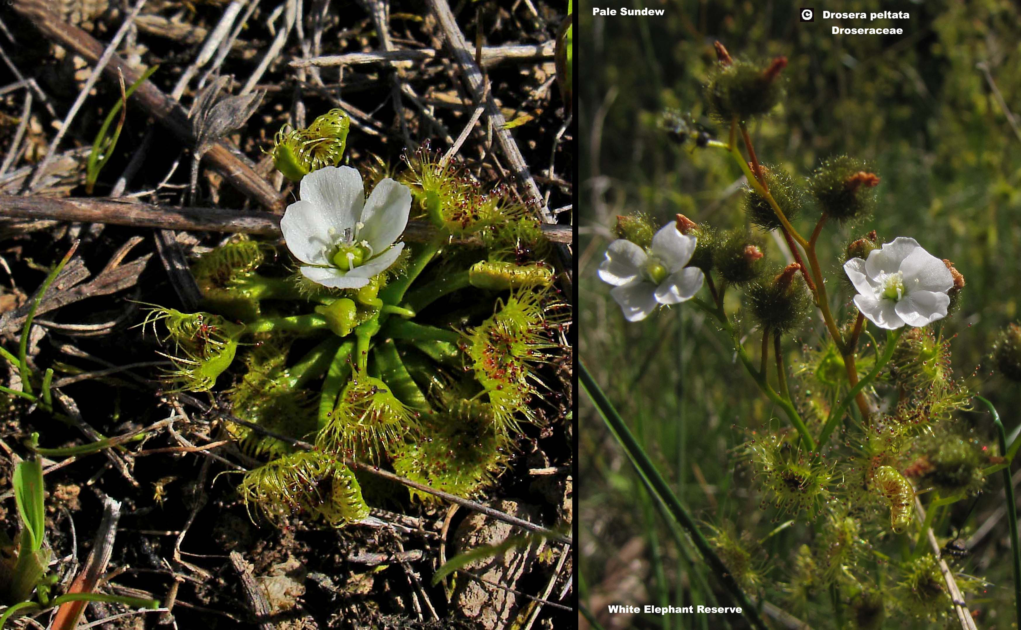 Shield Sundew