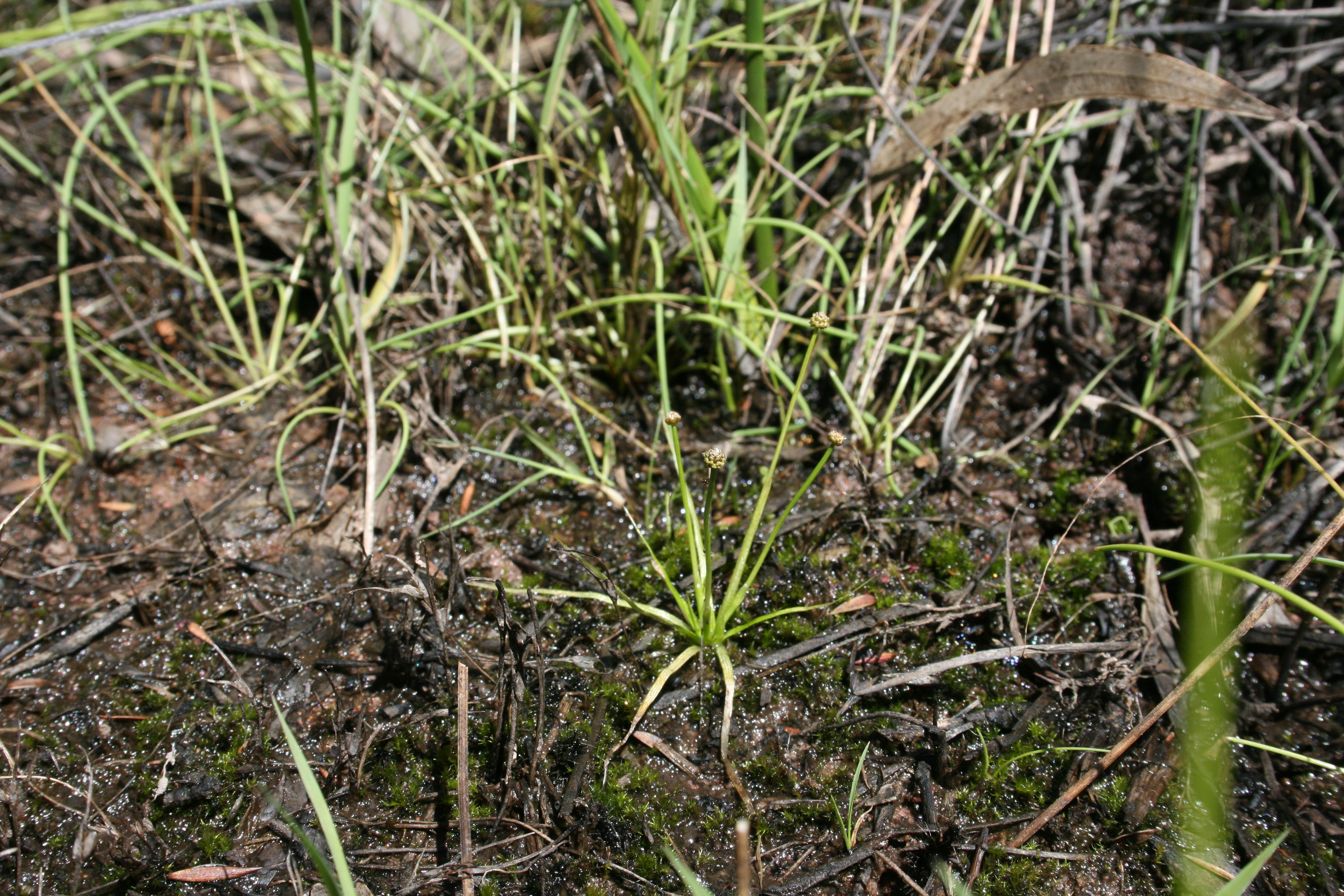 Austral Pipewort - Eriocaulon australasicum