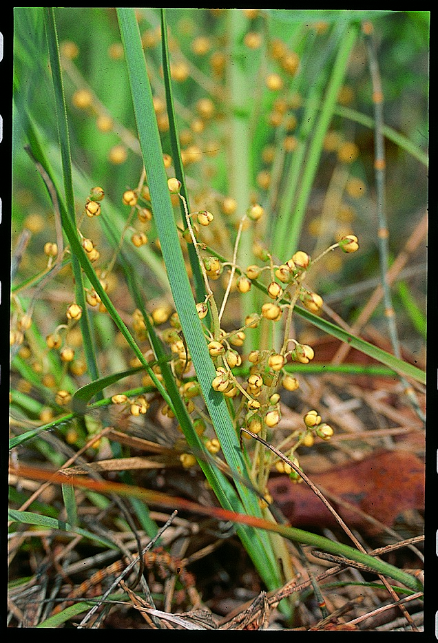 Wattle Mat Rush Grasslands