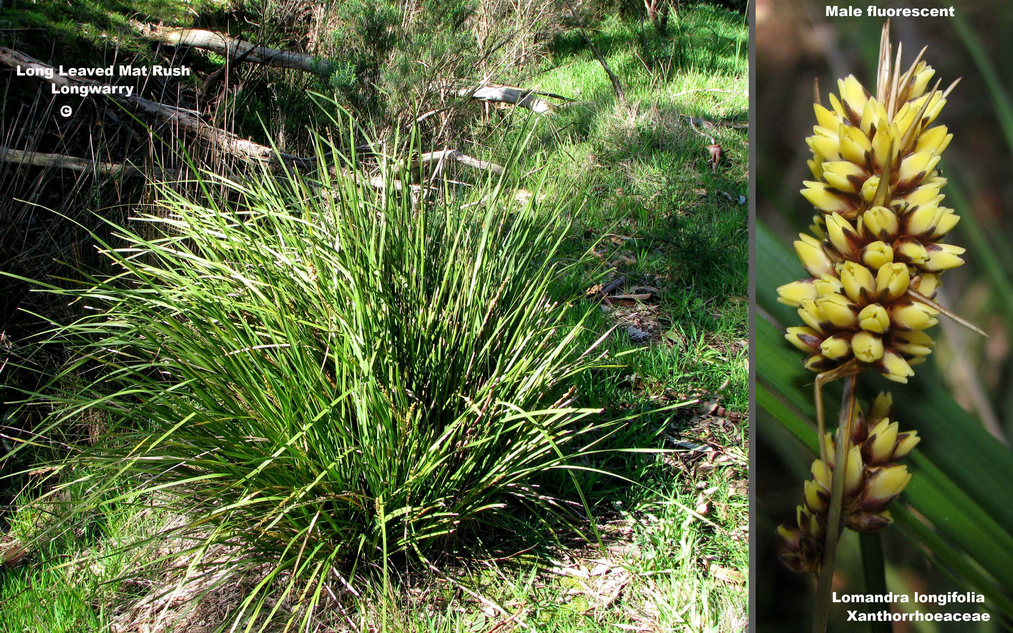 Spiny Headed Mat Rush Grasslands