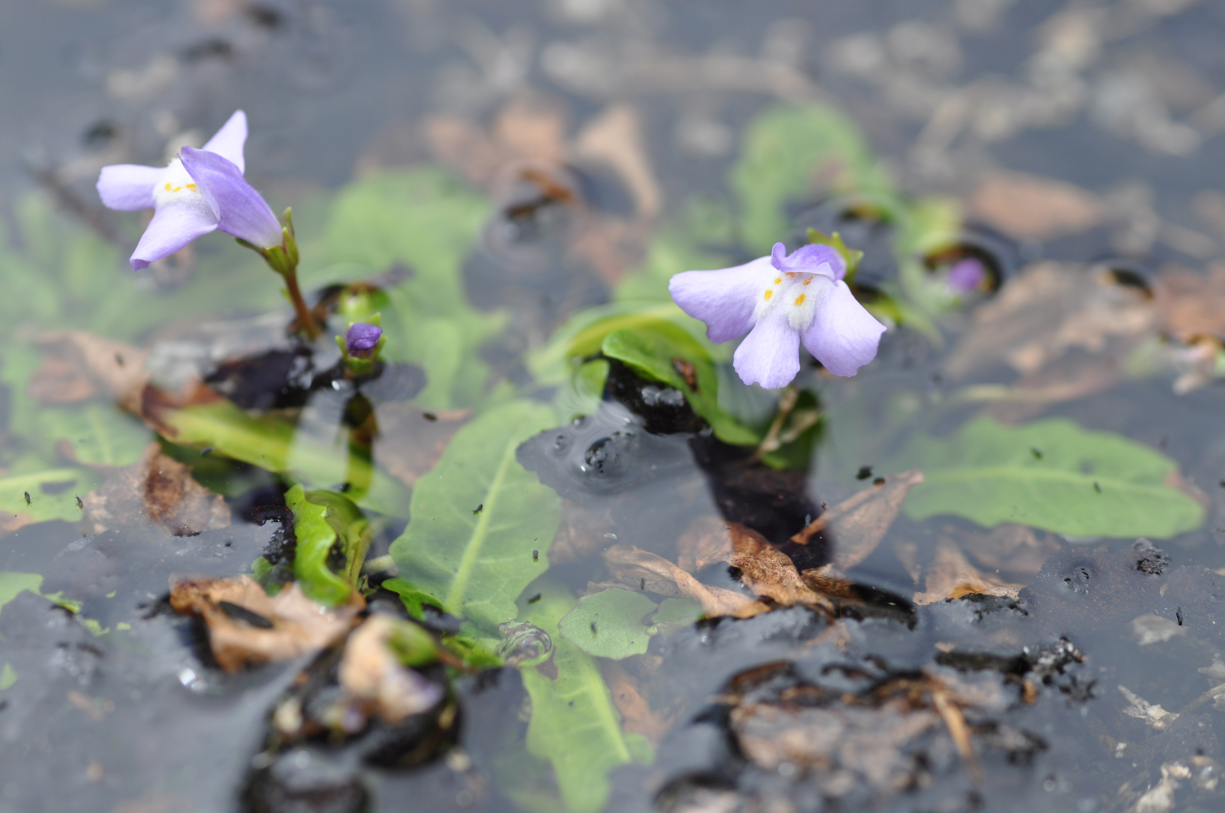 Swamp Mazus - Mazus pumilio