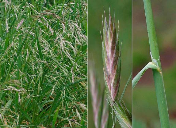 Prairie grasses deals