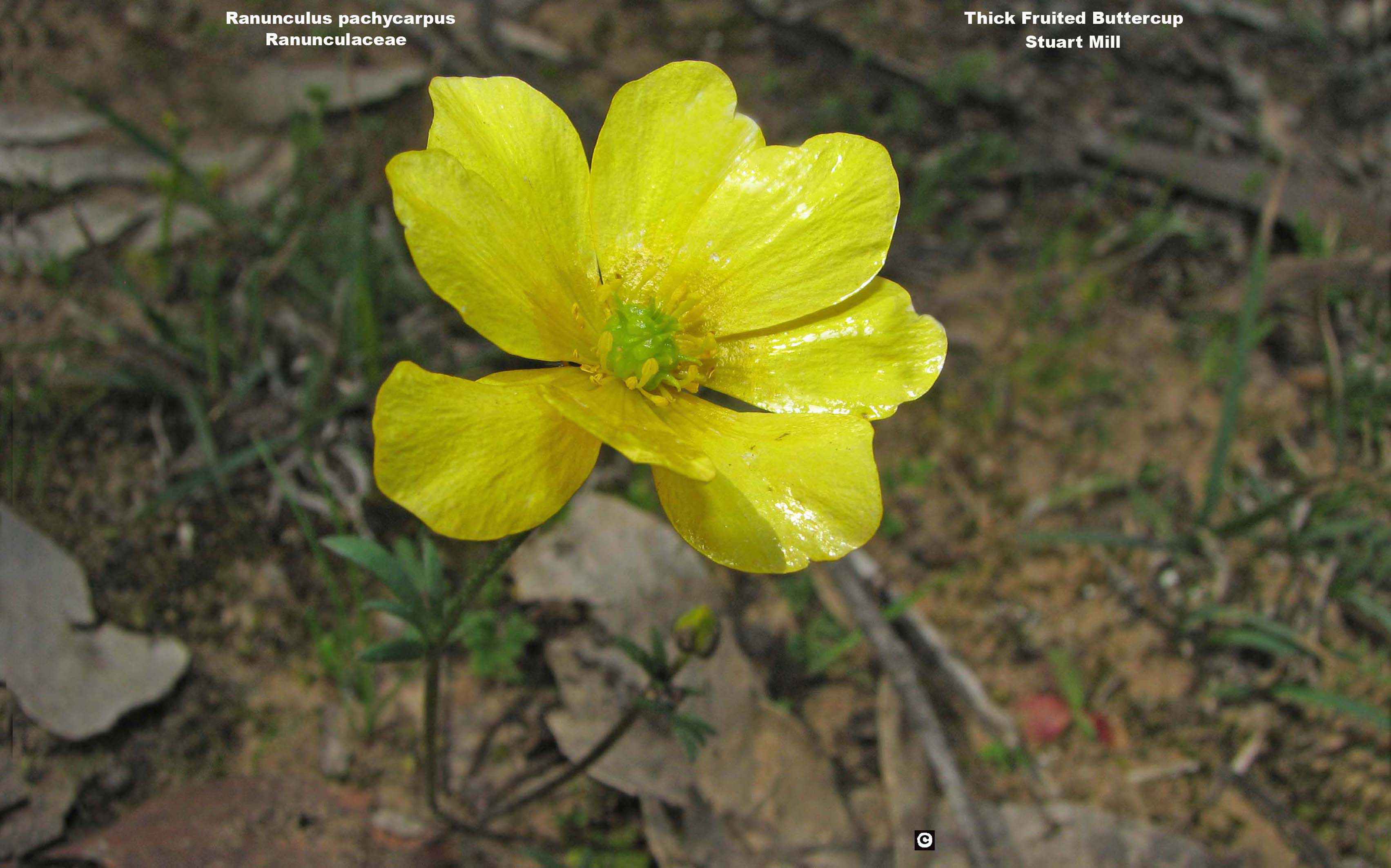 Thick-fruited Buttercup | Grasslands