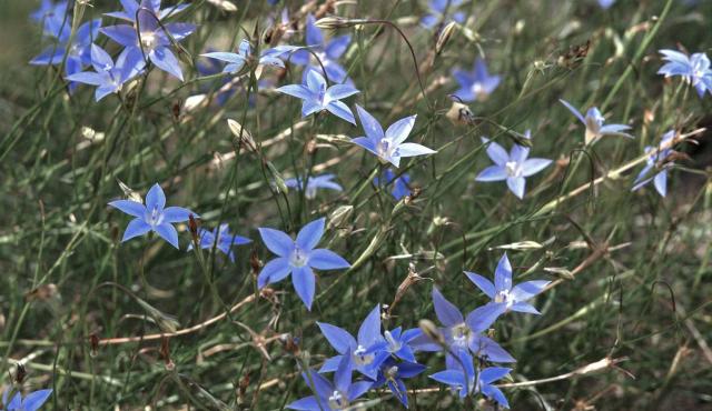 Yellowish Bluebell