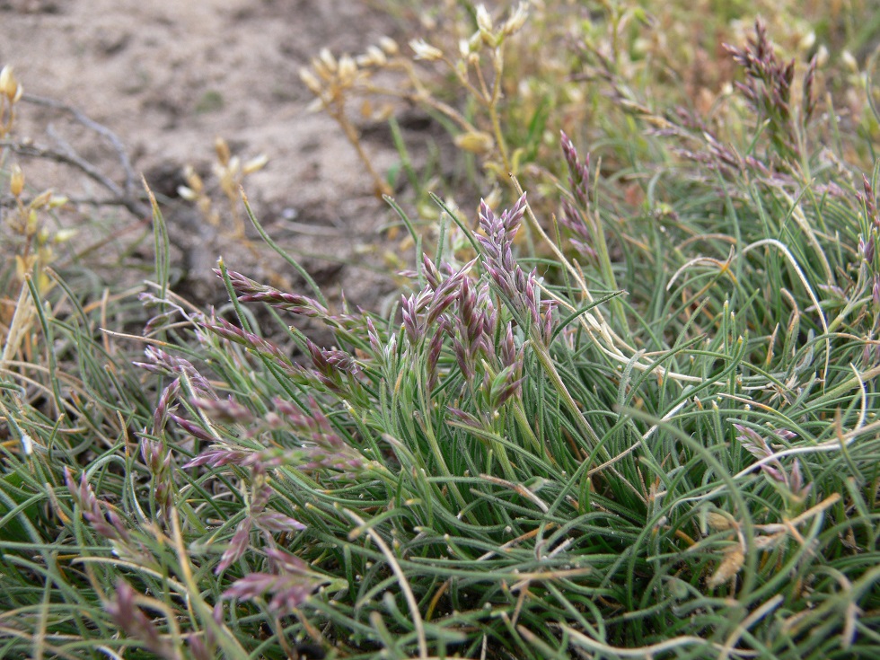 Velvet Tussock Grass | Grasslands