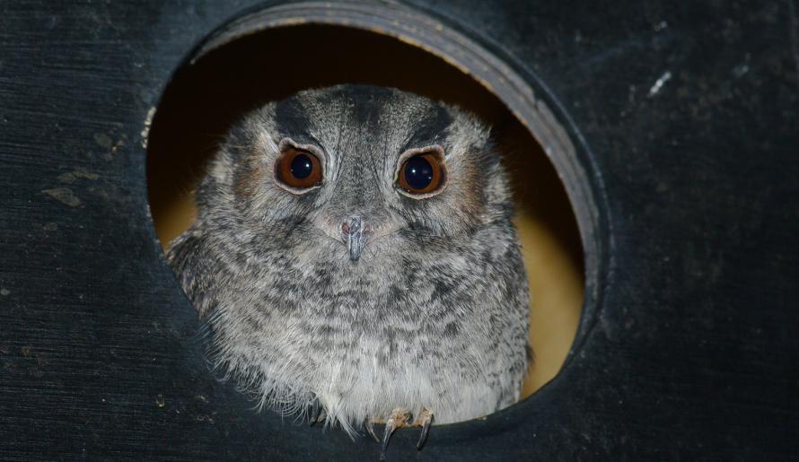 Australian Owlet-nightjar |