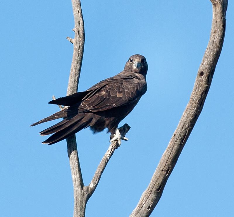 Black Falcon - Falco subniger medium-large falcon endemic to Australia,  mainland states and territories, uniform dark brown to sooty black color,  perching and flying dark bird Stock Photo