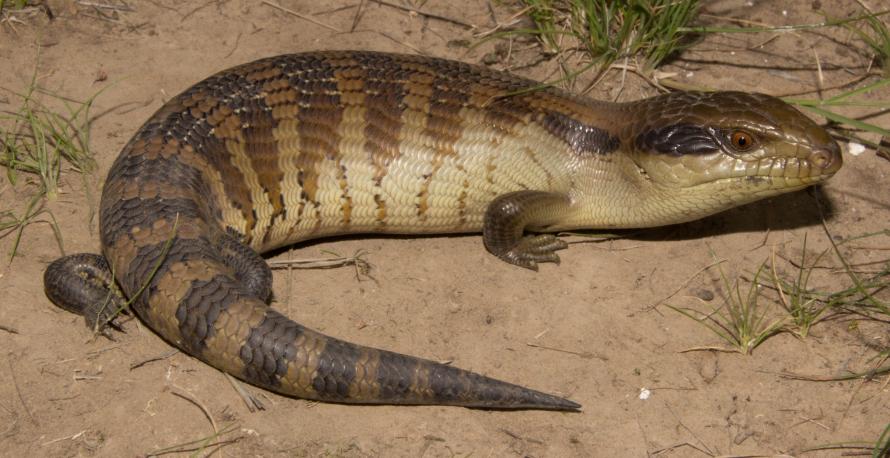 Blotched Blue-tongue