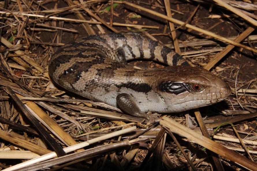 Blotched Blue-tongue