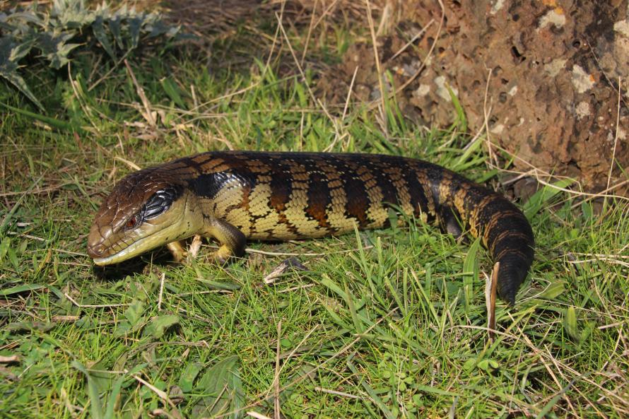 Blotched Blue-tongue