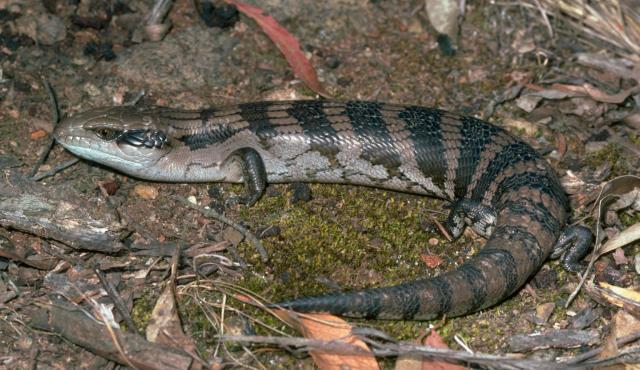 blue tongue skink teeth