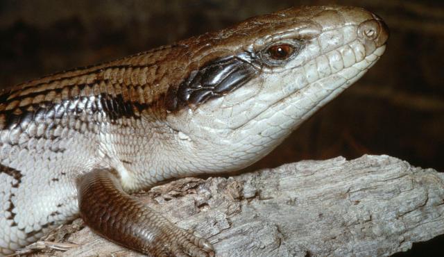 blue tongue skink teeth