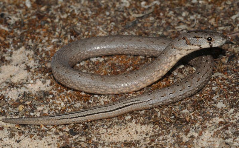 Common Scaly-foot