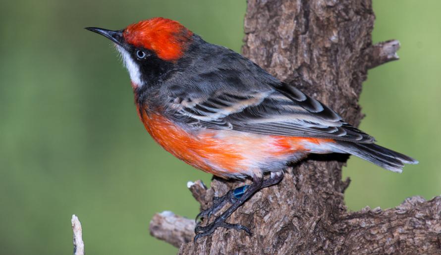 Crimson Chat | Grasslands