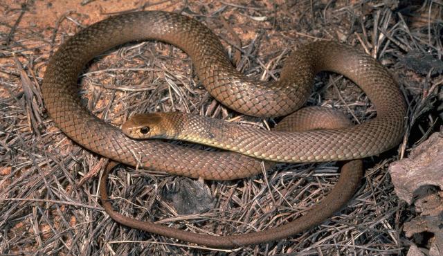 Fascinating Facts about the Eastern Brown Snake