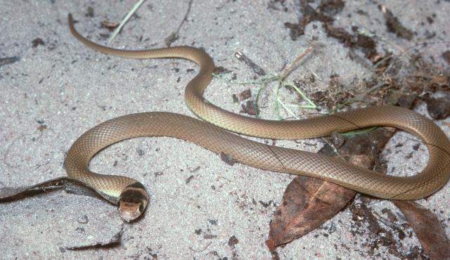 australian brown snakes