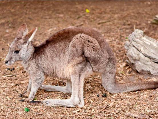 antilopine kangaroo