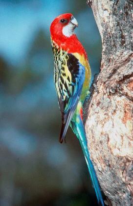 rosella eastern grasslands field guide fauna