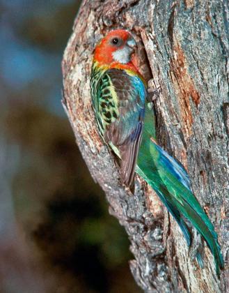 eastern rosella public grasslands