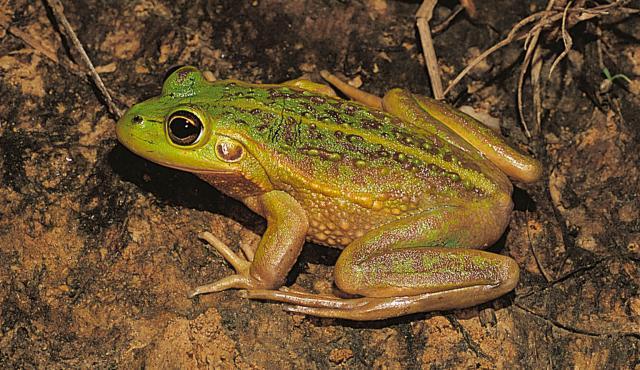 Little grass frog - Facts, Diet, Habitat & Pictures on