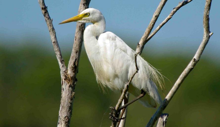 Intermediate Egret