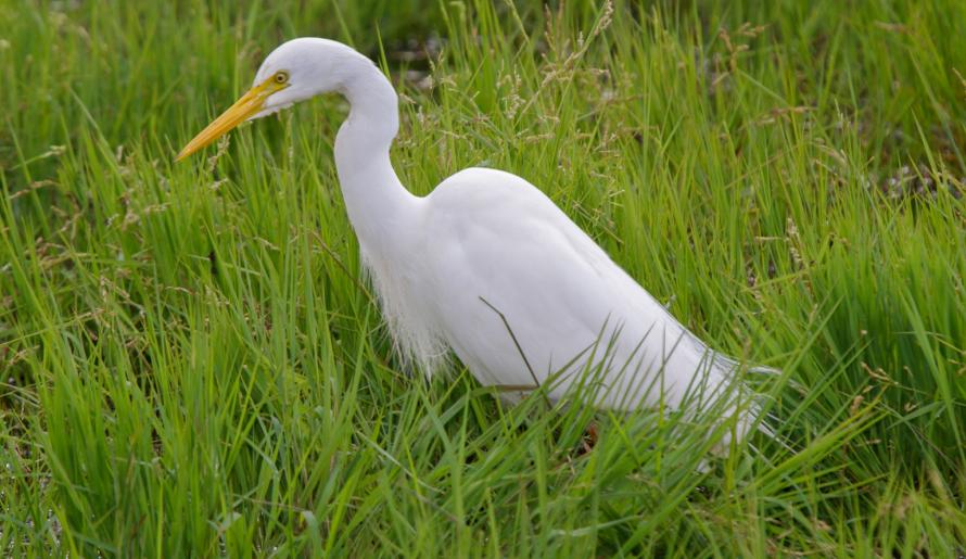 Intermediate Egret