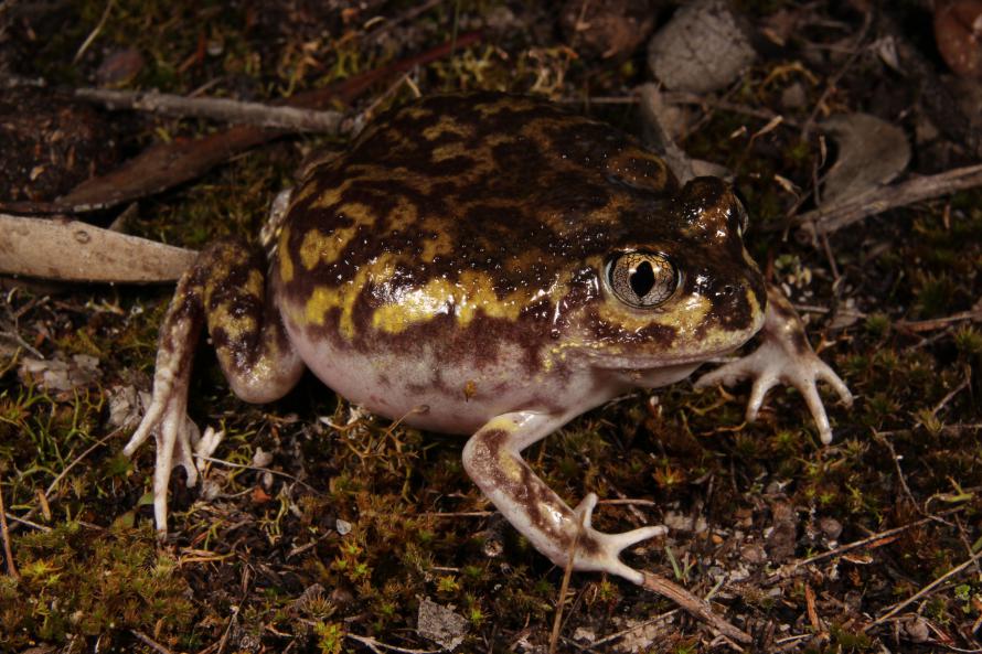 Painted Frog Painted Frog