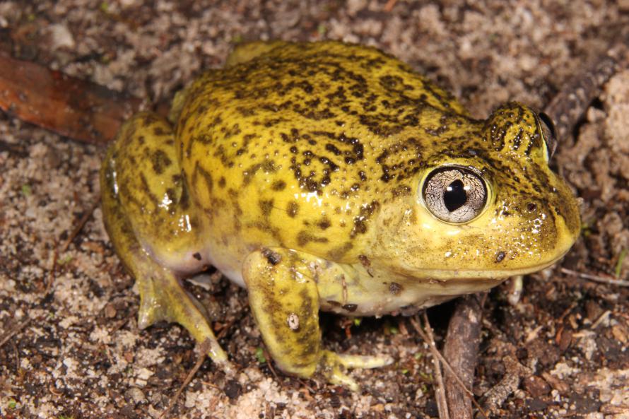 Painted Frog Grasslands   Painted Frog 05 