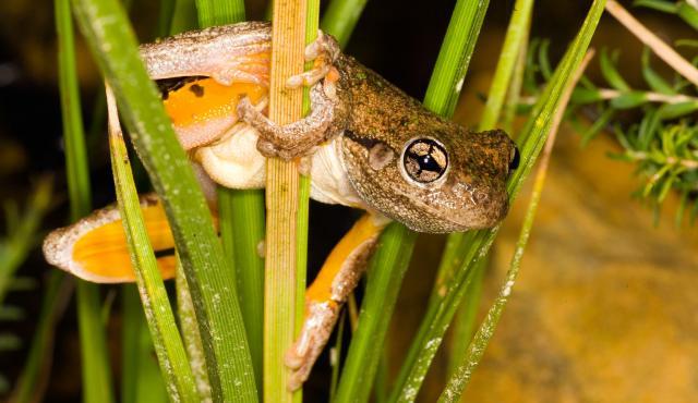 Llega la nieva, llegan los Porta Esquís Tree Frog - Vic Sports