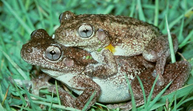 Llega la nieva, llegan los Porta Esquís Tree Frog - Vic Sports