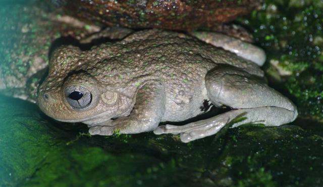 Llega la nieva, llegan los Porta Esquís Tree Frog - Vic Sports