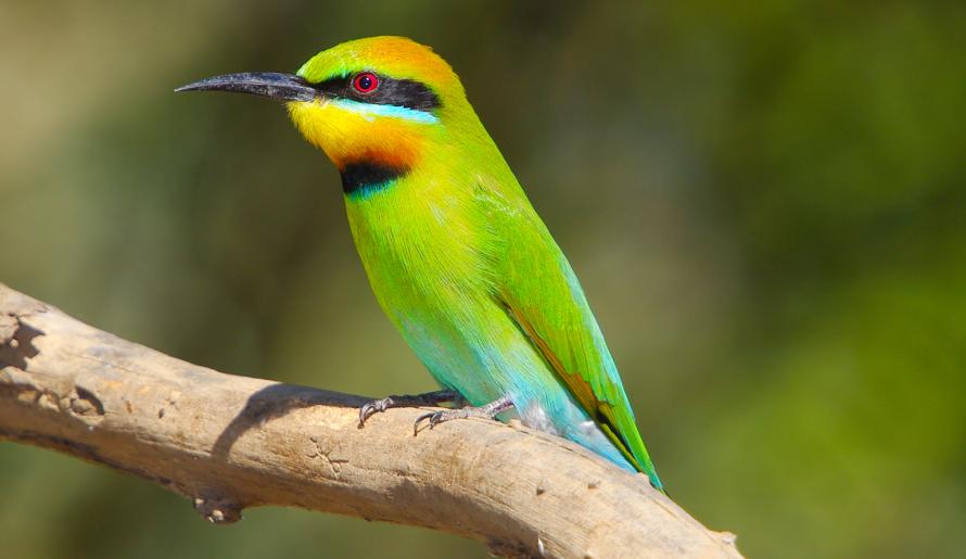 Rainbow Bee Eater Grasslands