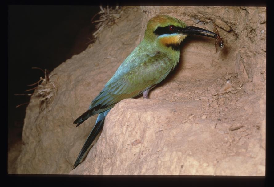 Rainbow Bee Eater Grasslands