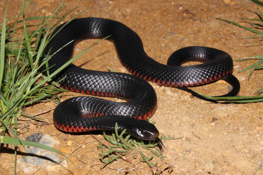 Red-bellied Black Snake