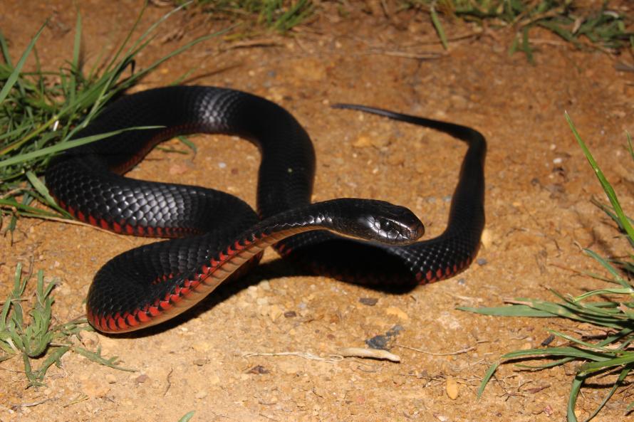 Red-bellied Black Snake