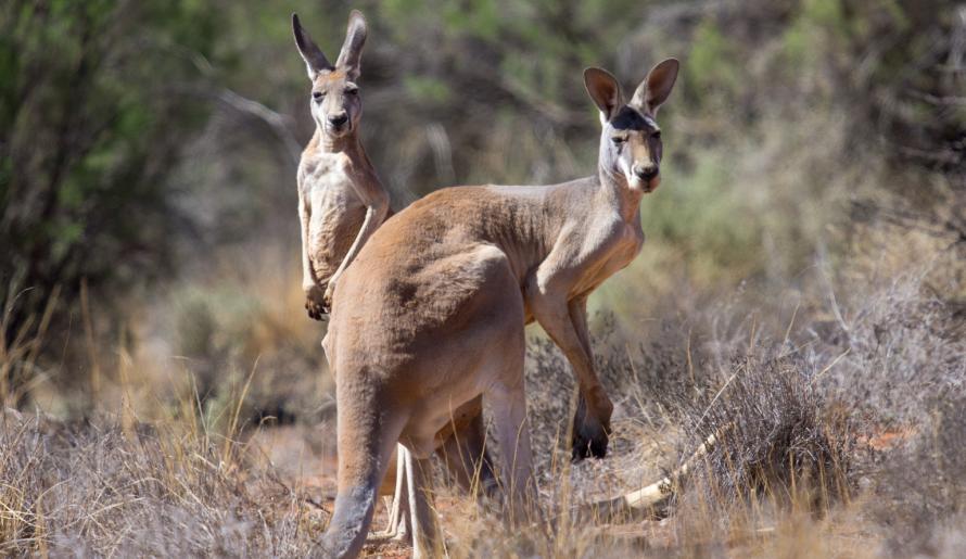 red kangaroo habitat