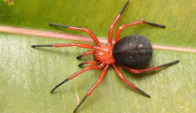 Red and Black Spider | Grasslands