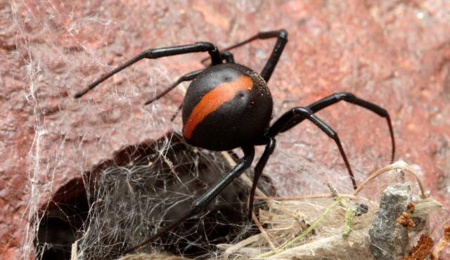 The Redback Spider