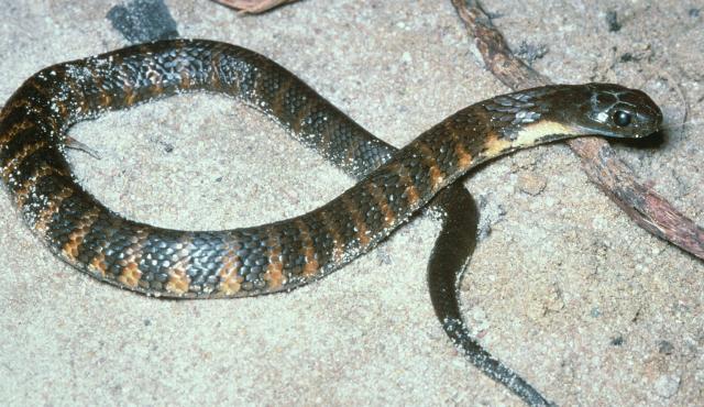 tiger snake